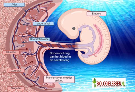 Schema dat de overdracht van drugs van moeder op foetus via de placenta illustreert