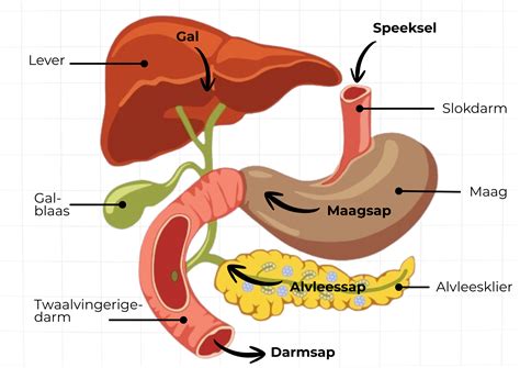 Schematische weergave van de maag en omliggende organen