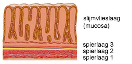 Illustratie van verschillende celtypen in de maagwand