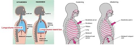 illustratie van het middenrif en de buikholte bij een baby