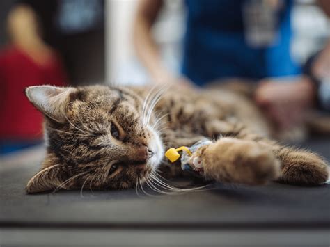 Illustratie van de chirurgische snede bij een keizersnede