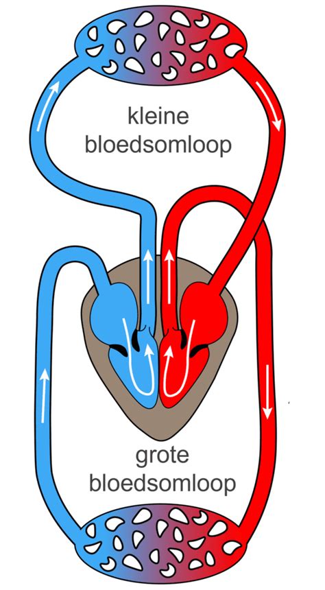 Gedetailleerd schema van de foetale bloedsomloop met de ductus arteriosus en foramen ovale.