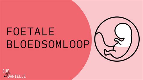 Visuele vergelijking van de foetale en neonatale bloedsomloop.