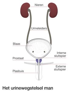 Diagram van de mannelijke en vrouwelijke urinewegen met indicatie van de plasbuis