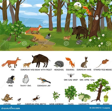 Illustratie van verschillende beer-soorten in hun natuurlijke habitat