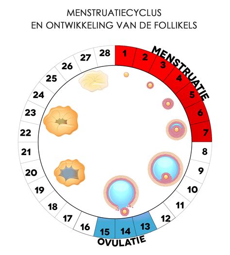 Kalender met markeringen voor de ideale testmomenten gedurende de menstruatiecyclus