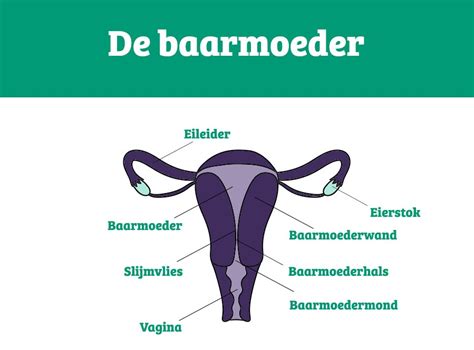 Diagram dat de vrouwelijke voortplantingsorganen toont, met nadruk op de baarmoeder.