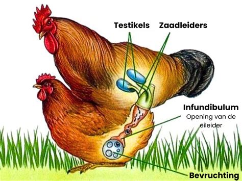 Illustratie van de soferklem die gebruikt wordt tijdens een D&E-abortus.