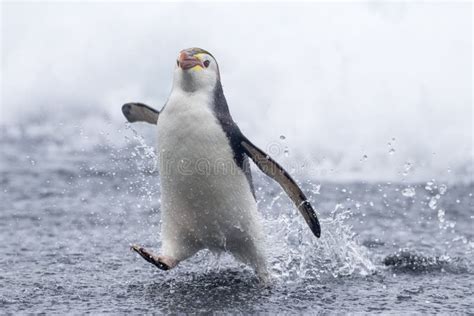 Animatie die de hydrodynamische vorm van een pinguïn en de beweging van zijn vleugels onder water toont