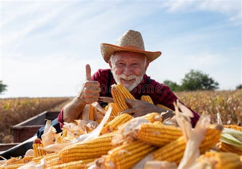 Boer die doperwten oogst met een speciale machine.