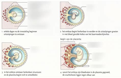 Schematische weergave van de ontwikkeling van de kieuwbogen bij een menselijk embryo