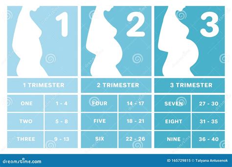 Schema dat de trimesters van de zwangerschap toont met belangrijke mijlpalen