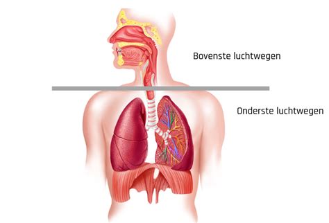 Grafische weergave van de menselijke luchtwegen met aanduiding van bovenste en onderste luchtwegen