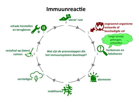 schema dat het proces van vaccinatie en immuunreactie uitlegt