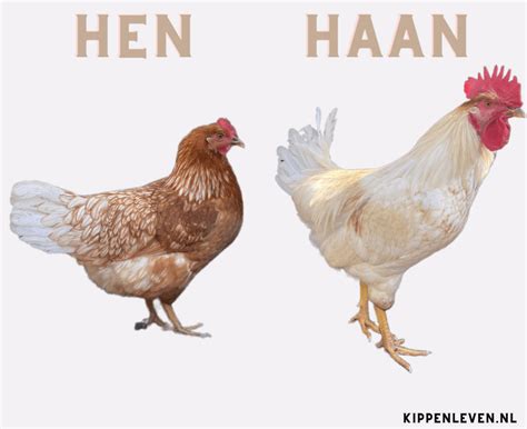 Illustratie die het verschil toont tussen normale en gehydrolyseerde melkeiwitten