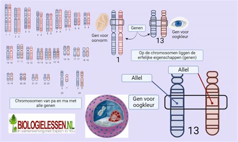 Schema van chromosomen met uitleg over afwijkingen