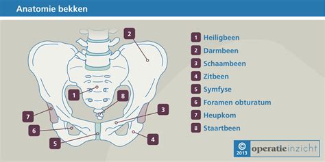 Diagram van het menselijk bekken met uitleg over de bewegingsvrijheid van de baby