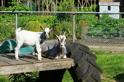 Peuter aait een konijn op een kinderboerderij