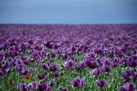 Veld met vlasplanten in bloei