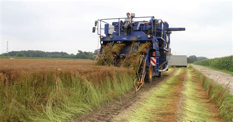 Illustratie van het oogsten van vlas met de hand