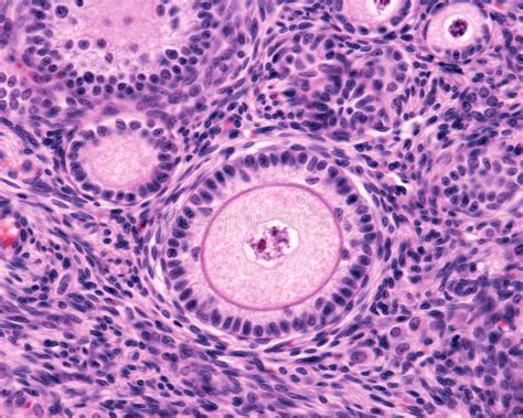 Menselijke primaire follikel: ronde oöcyt omgeven door granulosacellen, basaal membraan en thecacellen (vergroting 1000x)