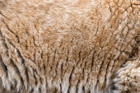 Close-up van de textuur van merinowol