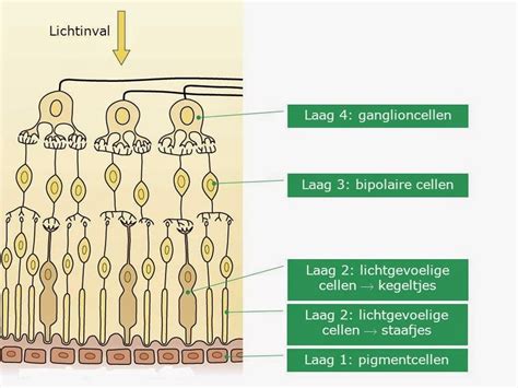 Schema van het menselijk oog en de lichtgevoelige cellen.