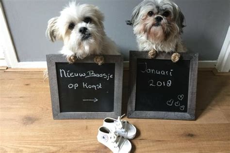 Hond met een bordje om zijn nek met de tekst 