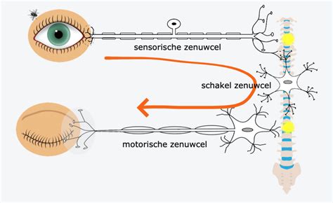 Diagram dat de mTOR/AKT signaalroute illustreert en hoe verstoringen ervan kunnen leiden tot overmatige celgroei.