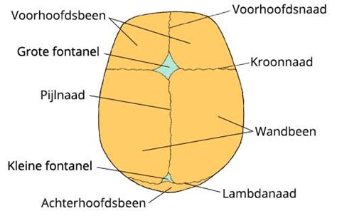 Illustratie van de fontanellen op de schedel van een baby, met vermelding van hun sluitingstijd.