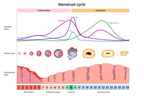illustratie die de menstruatiecyclus en ovulatiepijn verbindt met mogelijke oorzaken zoals endometriose