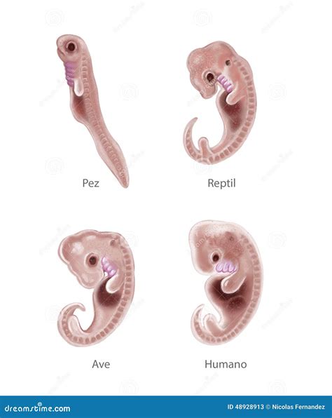 illustratie van verschillende soorten baby's (menselijk, dierlijk, symbolisch)