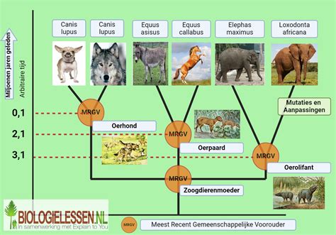 Schema dat de verschillende soorten keizersneden en hun redenen illustreert.