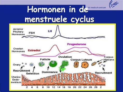 Schematische weergave van de hormonale cyclus bij IVF
