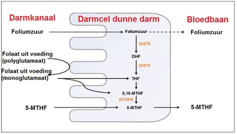 Vergelijking van natuurlijke folaat, synthetisch foliumzuur en actief folaat (5-MTHF) met hun opname in het lichaam.