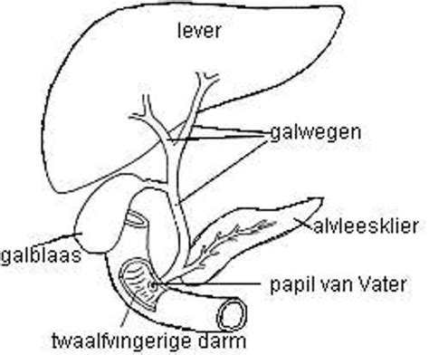 Illustratie van de galblaas en lever met galwegen