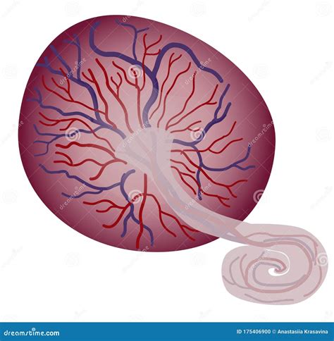Illustratie van de placenta na de geboorte