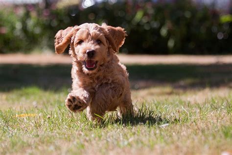 Foto van een getrimde Labradoodle in een salonomgeving
