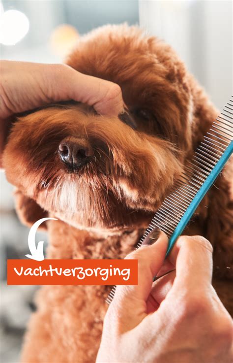 Infographic met de essentiële stappen voor vachtverzorging van een Labradoodle