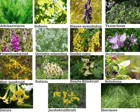 illustratie van enkele veelvoorkomende giftige planten
