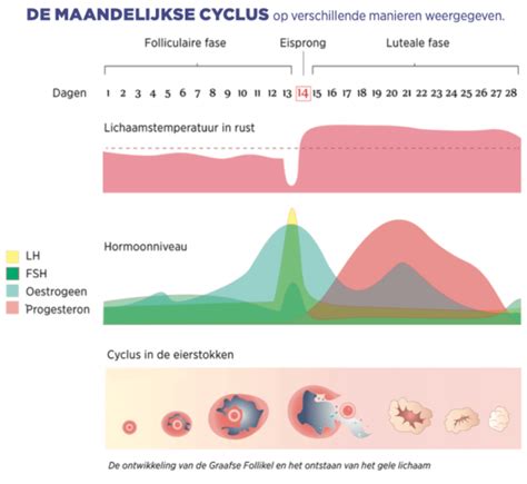 Diagram van de hormonale cyclus tijdens IVF/ICSI-stimulatie