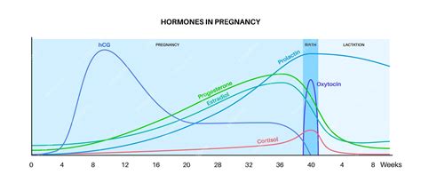 Infographic met de typische curve van hCG-waarden gedurende de eerste 12 weken van de zwangerschap.
