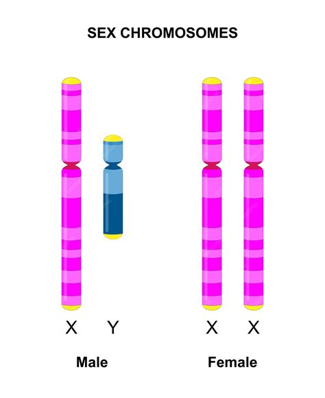 Illustratie van chromosomenparen en geslachtschromosomen (X en Y)