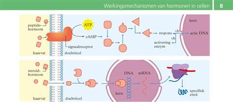 Schema van DNA-methylatie als epigenetisch mechanisme