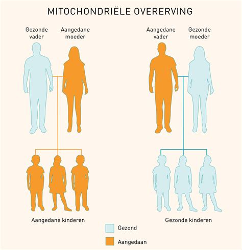 Illustratie van de overerving van mitochondriaal DNA van moeder op kind