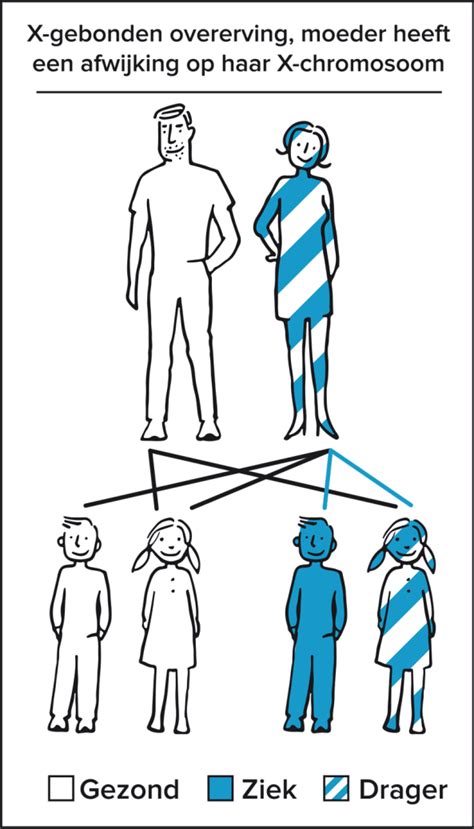 Schema van de overerving van het Y-chromosoom van vader op zoon