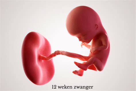 Illustratie van een foetus van 24 weken in de baarmoeder