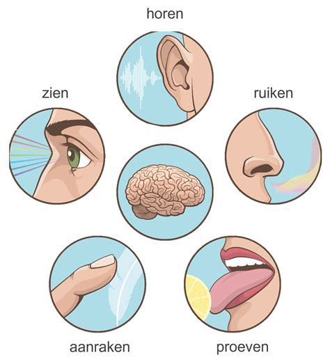 Diagram dat de samenwerking tussen zintuigen bij balans toont