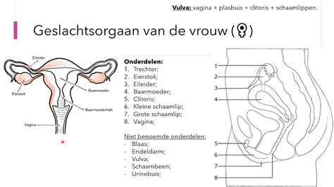 schematische weergave van de vrouwelijke geslachtsorganen