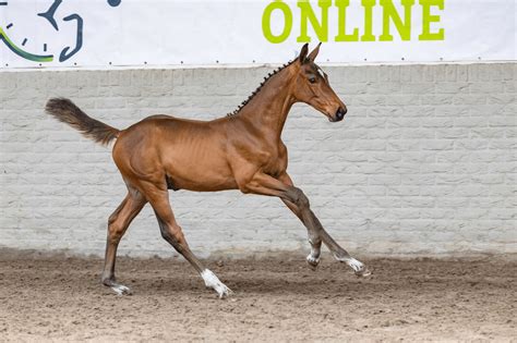 Selectie van veulens aangeboden op Paardenveilingonline.com